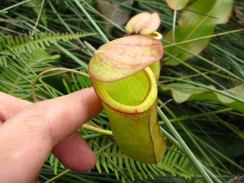 Nepenthes mirabilis pitcher plant in situ