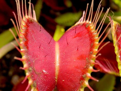 Dionaea muscipula Venus fly trap tissue culture kit