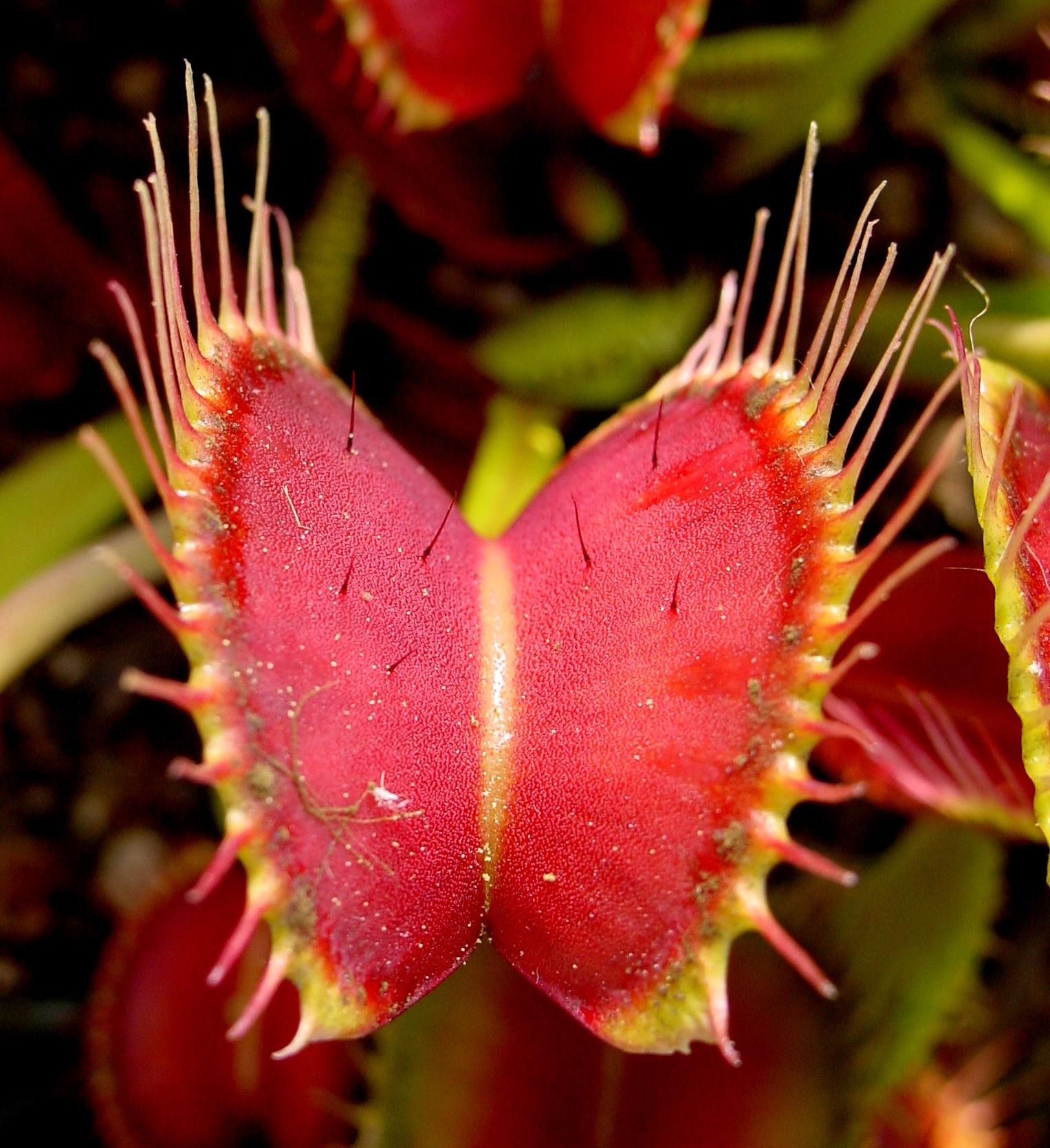 Dionaea muscipula Venus fly trap tissue culture kit